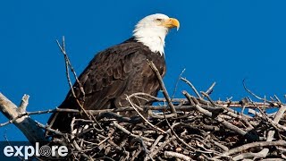 Sauces Bald Eagle - Channel Islands National Park Cams powered by EXPLORE.org