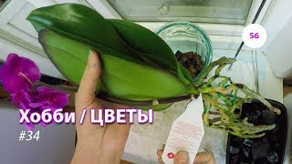 56#34 / Хобби-Цветы / ПЕРЕСАДИЛИ ОРХИДЕЮ KANSAS CITY В ЗС