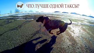 ТАКСЫ ^ ТАКСА ~ Зимняя одежда /зимний комбинезон+/! ТАКСЫ — Комбинезон для зимы :) Как гулять зимой?