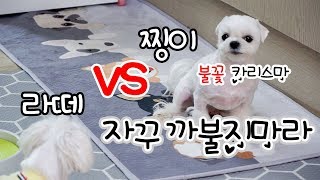 놀고싶은강아지 놀기싫어 표정으로 말하는 강아지(표정부자 강아지)