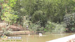 Ibague Fundación Orquídeas del Tolima
