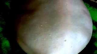 pregnant guinea pigs - Baby Guinea pigs Kicking