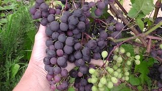 Виноград Загадка Шарова / выращивание в Кузбассе