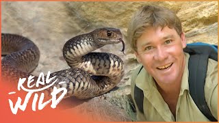 The Ten Deadliest Snakes In The World - With Steve Irwin | Real Wild Documentary