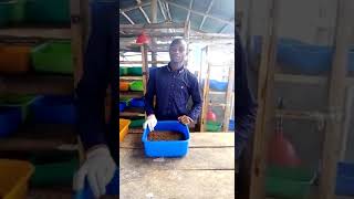 Growing maggots (Black Soldier Fly Larvae, BSFL)  as a substitute for fishmeal in animal feed ration