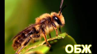 Укусы змей насекомых и защита от них