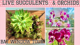 Beautiful Live Succulents & Orchids Bay Window Tour | 2020 Spring Home Decor Plants | Pink ? Haul
