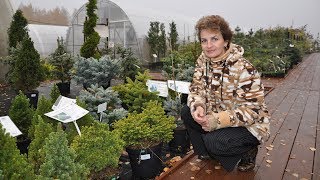 Редкие хвойные растения в наших садах  Красавица пихта