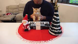 Cat Christmas - Snapask