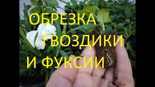 Укоренение Фуксии зимой. Результат! Обрезка Гвоздики.