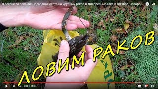 ЛОВЛЯ РАКОВ РУКАМИ! Крупные раки в Днепре осенью!