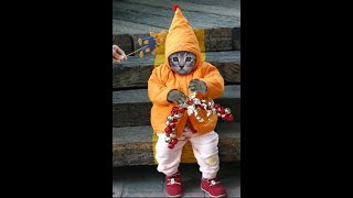 Коты в костюмах, приколы с котами, подборка смешных котов, которые одеты в разные костюмы
