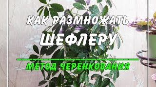 Как размножать шеффлеру? ☀️? Метод размножения черенками.