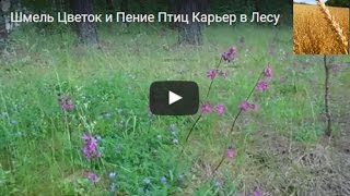 Шмель Цветок и Пение Птиц Карьер в Лесу