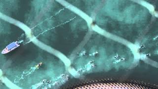 Wild Wadi's Swim Burj Al Arab 2014 Official Post Event Video
