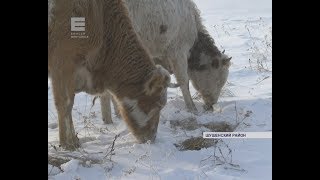 Замерзает стадо коров (Енисей Минусинск)