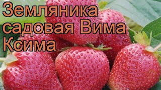 Земляника садовая Вима Ксима (vima ksima) ? обзор: как сажать, рассада земляники Вима Ксима