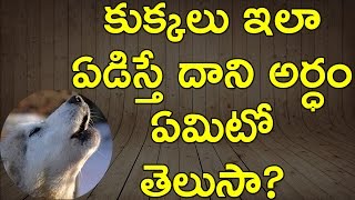 what happens when dog cries | dog crying predictions facts and myths