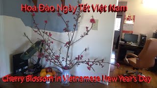 Hoa Anh Đào trong ngày Tết Việt Nam ở Mỹ (Cherry blossoms in Vietnamese New Year)