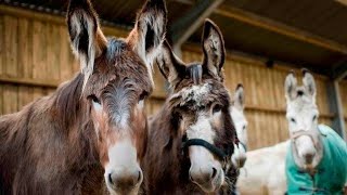 Donkey Love mate in real  | Donkey mate first try in village real | Super murrah donkey meeting