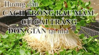 Cách trồng rau mầm củ cải trắng đơn giản tại nhà -  [Hướng dẫn chi tiết]