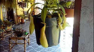 Replantando minha  Nepenthes planta carnívora