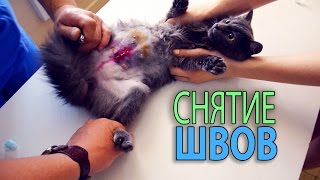 VLOG #11: СТЕРИЛИЗАЦИЯ КОШКИ: СНЯТИЕ ШВОВ ПОСЛЕ ОПЕРАЦИИ. Хмельницький