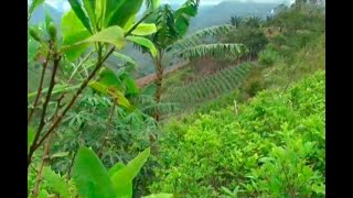 En el corazón del Catatumbo, campesinos siembran coca entre cultivos de plátano | Noticias Caracol