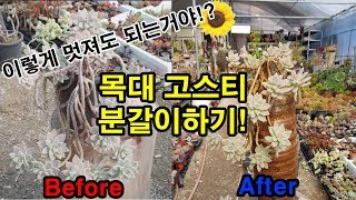 다육 목대 고스티 분갈이하기! Planta suculenta/Graptosedum 'Ghosty'/fettpflanze/fleshy plant/Potting/多肉植物/换花盆
