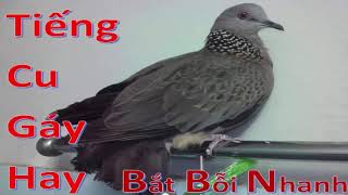 tiếng cu gáy hay bắt bỗi nhanh