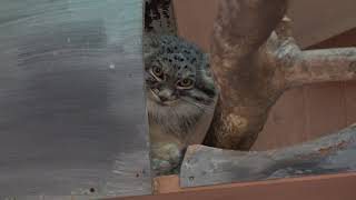 おみ足を念入りにザシザシ中のオリーヴァちゃんに視線を頂きました～～！　マヌルネコ　埼玉県こども自然動物公園で　00160