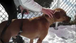 Desmond - Stop Animal Abuse