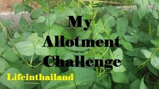 My Allotment Challenge - Life in Thailand