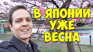 Куда делась зима в Токио? Сакура уже цветет в начале февраля. Япония