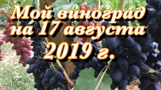 Мой виноградник на 17 августа 2019 года.