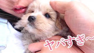 【重大発表】子犬が我が家にやってくる!!!!!!! Vlog262