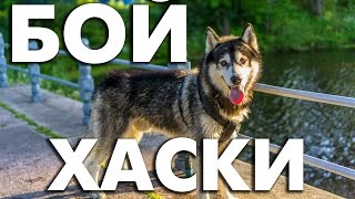 Хаски -  бои собак