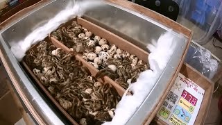 Вылупление перепелят