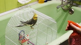 КАК КУПАТЬ ПОПУГАЯ или КОРЕЛЛА в ВАННОЙ