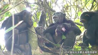 ヒョウから獲物横取り ＝チンパンジーで初観察―京大＝
