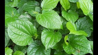 Ơn giời đã tìm ra bài thuốc chữa đau nhức xương khớp cực hay tại nhà bằng lá lốt