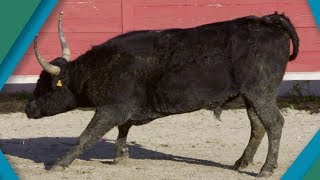 Why do bulls charge? | Earth Unplugged