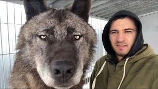 5 ОГРОМНЫХ  ВОЛКОВ СНЯТЫХ НА КАМЕРУ 2. Большой волк и повелители волков