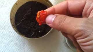 How to grow Goji berries from seeds