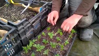 Старт черенкования малины , весна 2016г.