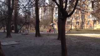Ворона дерется со своим отражением