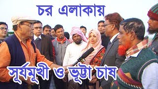 চর এলাকায় সূর্যমূখী ও ভূট্টা চাষ করে কৃষকের হাসি| Sunflower+Maize Chas | Dewan Siraj | Mati O Manush
