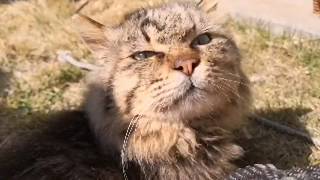 猫の島でリアルねこあつめしてきた。