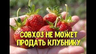 Новости из совхоза имени Ленина У ГРУДИНИНА ОТБИРАЮТ СОВХОЗ клубнику не получается продать ШОК