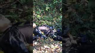 В Горловке четверо подростков подорвались на противопехотной мине